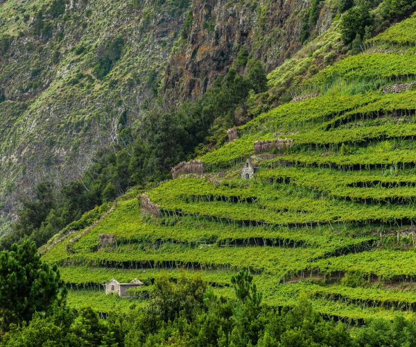 Rows,Of,Grapes,In,A,Vineyard,In,Sao,Vicente,,Madeira