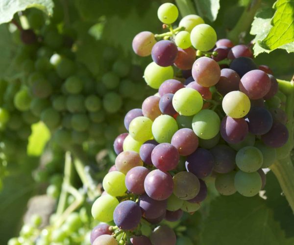 Bunch,Of,Grapes,(véraison),-,Corsica,,France.